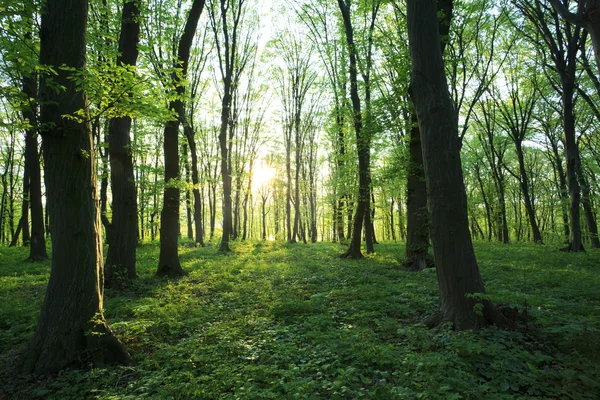 Orman içinde yaz — Stok fotoğraf