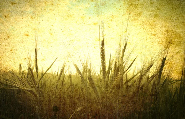 Weizengelbes Feld — Stockfoto