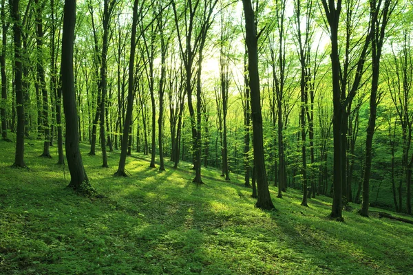 Floresta no verão — Fotografia de Stock