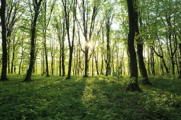Skogen i sommar — Stockfoto