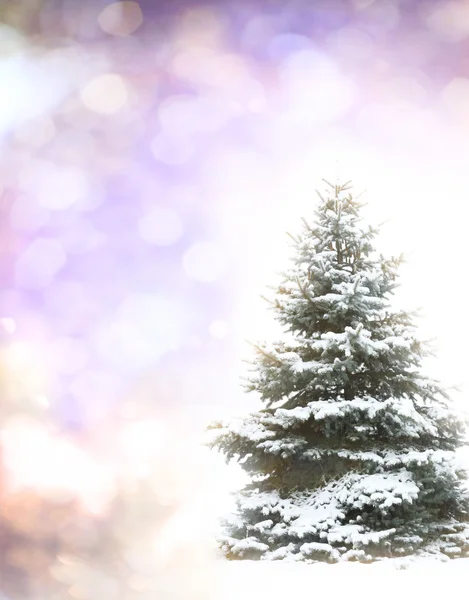 Sfondo albero di Natale — Foto Stock