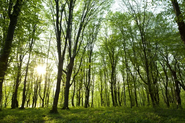 Skogen i sommar — Stockfoto