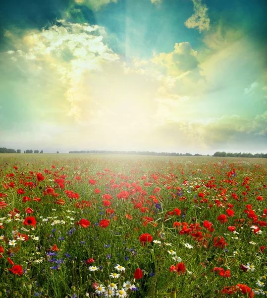 Landscape poppy flowers — Stock Photo, Image