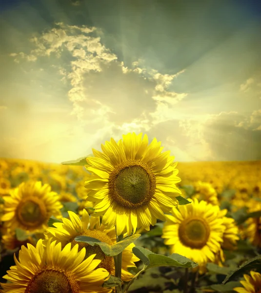 Gebied van zonnebloemen — Stockfoto