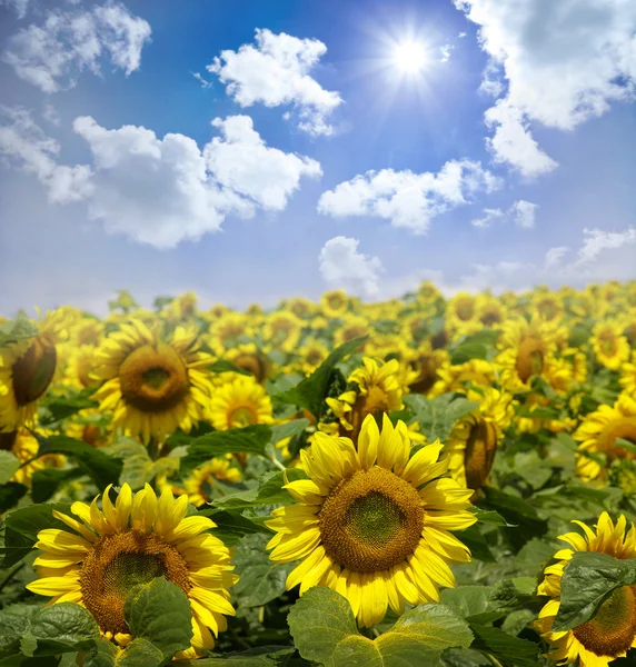 Field of sunflowers — Stock Photo, Image