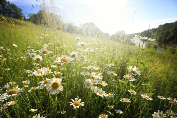 Fältet blommor om våren — Stockfoto