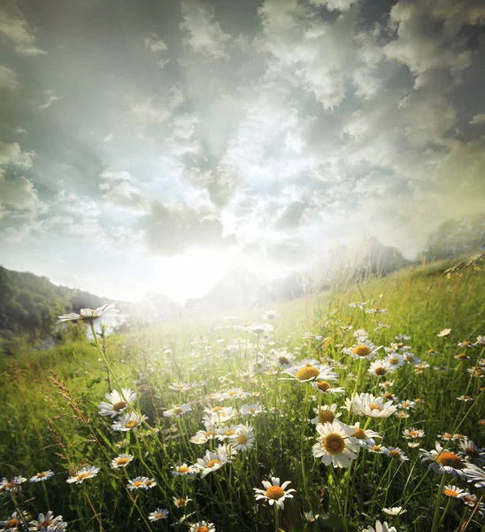 Fältet blommor om våren — Stockfoto