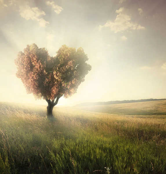 Kalp şekli ağaçlı yeşil alan — Stok fotoğraf