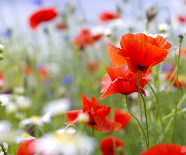 Campo de flores de amapola roja —  Fotos de Stock