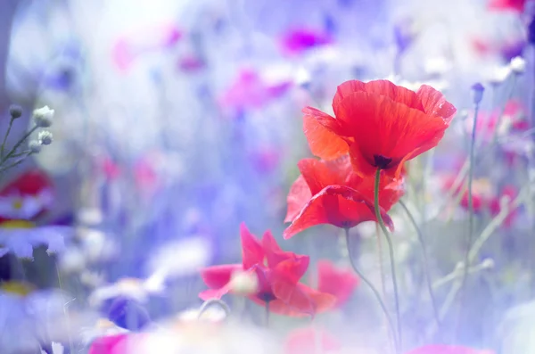 Champ de fleurs de pavot rouge — Photo