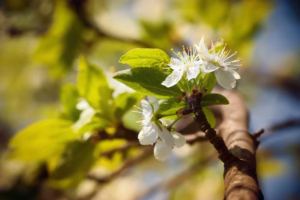 Blommor på en vårdag — Stockfoto