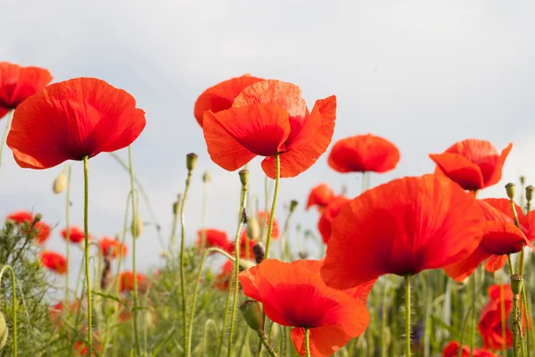 Rood papaverveld — Stockfoto