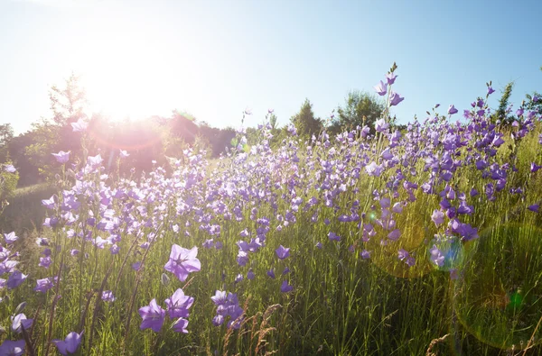 Gebied van bloemen — Stockfoto