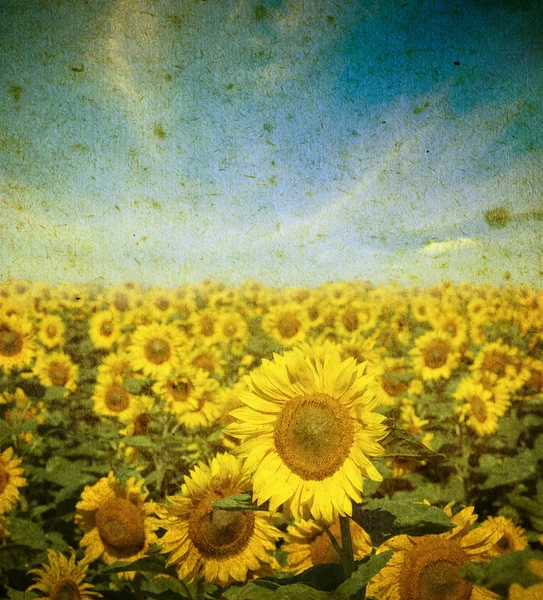Sunflowers on a grunge background — Stock Photo, Image