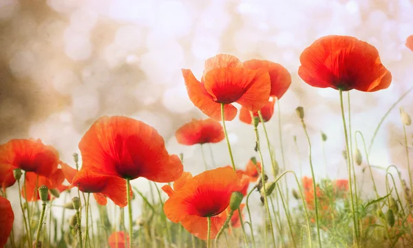 Veld van rode papaver bloemen — Stockfoto