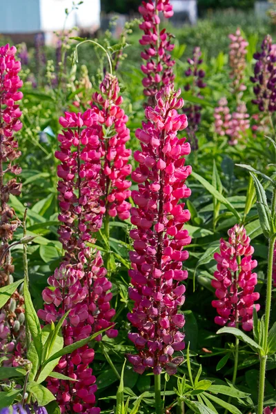 Lupine flowers — Stock Photo, Image