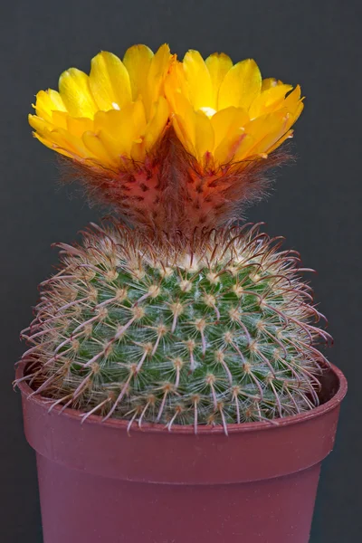 Cactus Flores — Fotografia de Stock