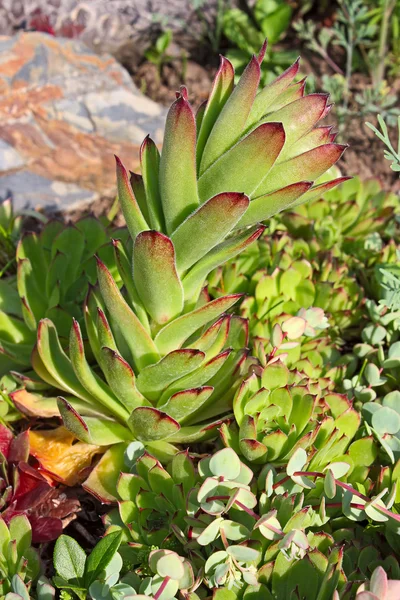 Sempervivum Stockbild