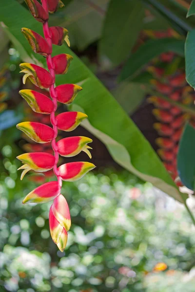 Heliconia flori — Fotografie, imagine de stoc