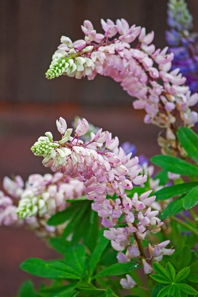 Lupine flowers — Stock Photo, Image