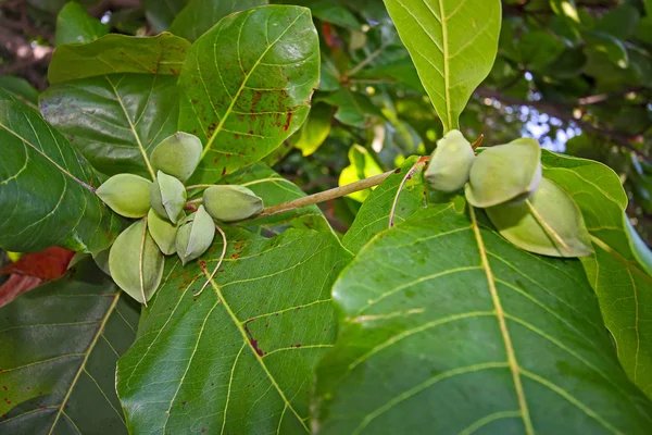 Fruto de un árbol tropical — Foto de Stock