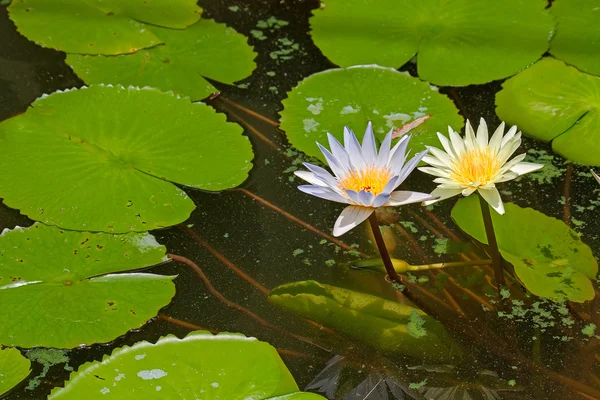 Waterlelies — Stockfoto