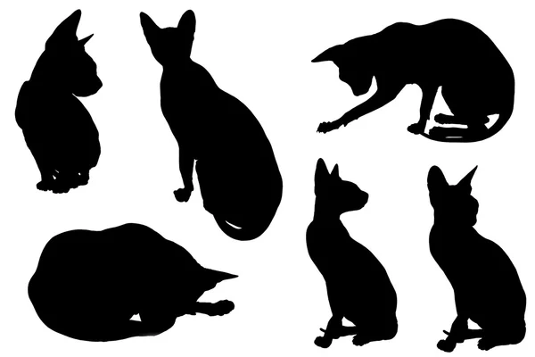 Collage van silhouetten kat — Stockfoto