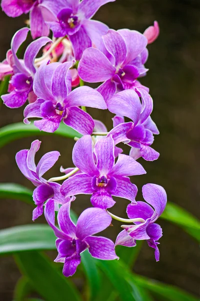 Härliga blommor av orkidéer — Stockfoto