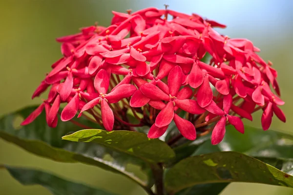 Flores de Ixora close-up — Fotografia de Stock