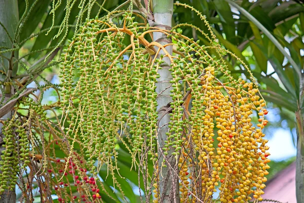 Areca palm vruchten — Stockfoto