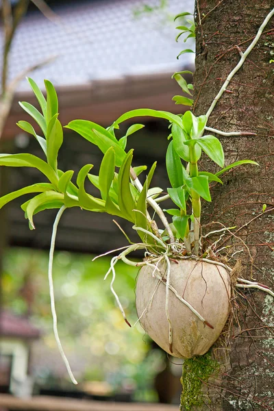 Orchidee in een pot — Stockfoto