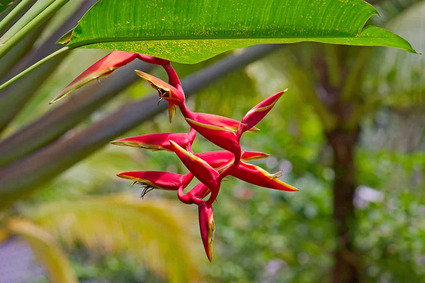 Flores de Heliconia — Foto de Stock