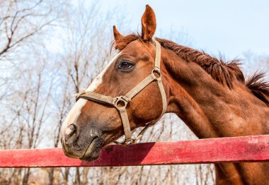 Güzel bir kestane aygır çiftliğinde başkanı