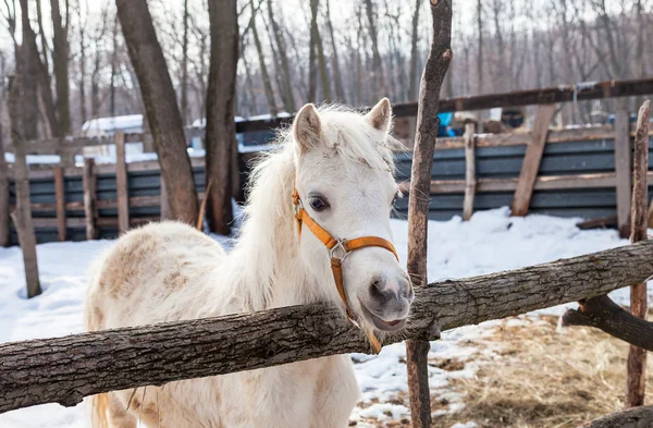 Testa di un bel cavallo giovane alla fattoria — Foto Stock