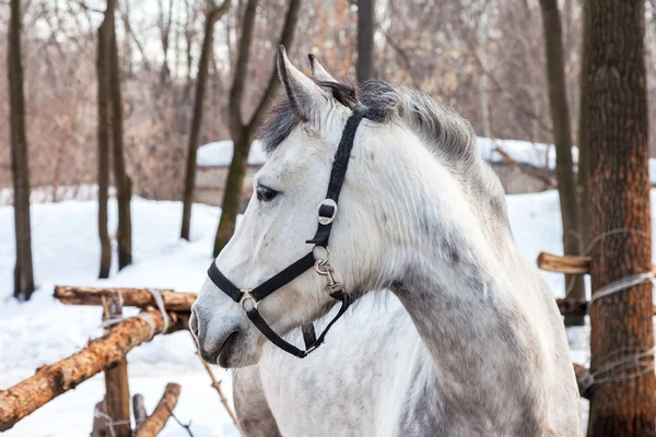 Testa di un bellissimo cavallo bianco alla fattoria — Foto Stock