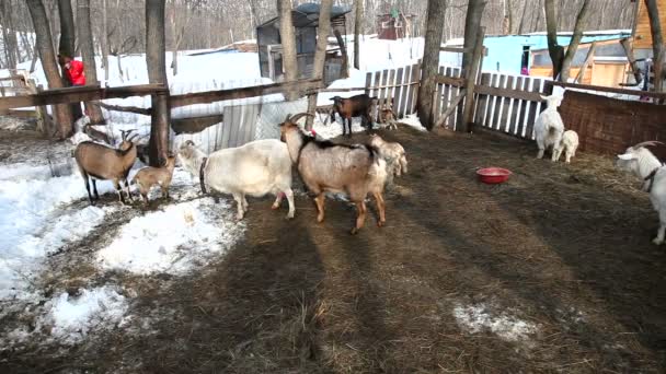 Cabras pastando em um piquete na fazenda na primavera — Vídeo de Stock