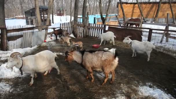 Pâturage des chèvres dans un enclos à la ferme au printemps 