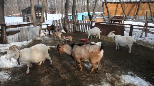 Cabras pastando en un potrero en la granja en primavera — Vídeo de stock