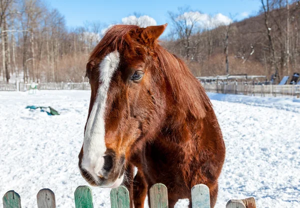 Kışın çiftliğinde güzel bir kahverengi at başkanı — Stok fotoğraf