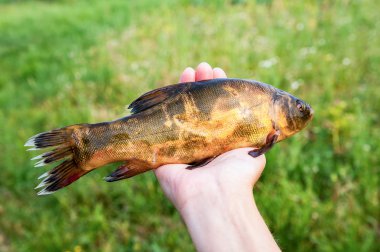 Elinde ham tatlı su Kadife balığı yakaladı