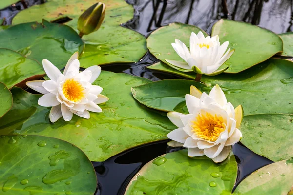白い水ユリの花を緑の大きな葉します。 — ストック写真