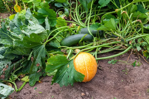 Orange pumpkin with big green leaves growing on the vegetable pa — Stock Photo, Image