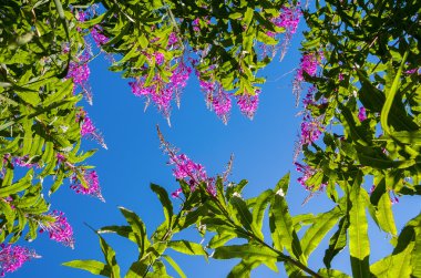 Mavi gökyüzü mor Alp fireweed