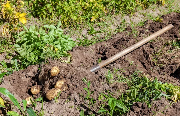 Excavando papas con pala en el campo desde el suelo. Patatas ha — Foto de Stock