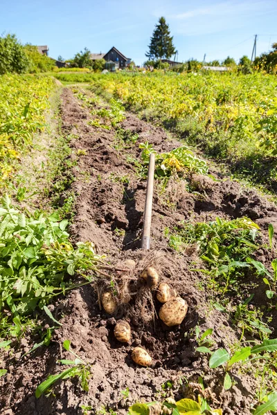 Scavare patate con pala sul campo dal terreno. Patate ha — Foto Stock