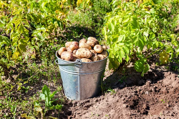 Oogsten van jonge verse niet gewassen aardappelen met metalen emmer — Stockfoto