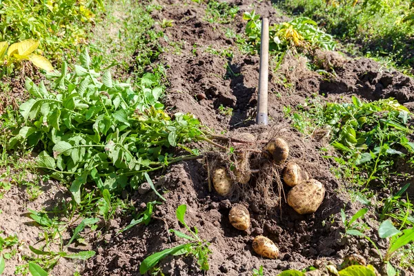 Excavando papas con pala en el campo desde el suelo. Patatas ha — Foto de Stock