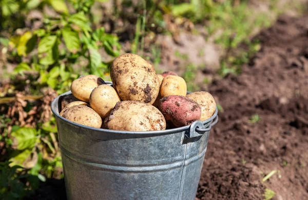 Un cubo de patatas nueva cosecha en el primer plano del jardín — Foto de Stock