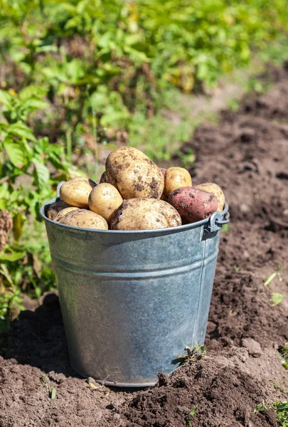 Un cubo de patatas nueva cosecha en el primer plano del jardín — Foto de Stock