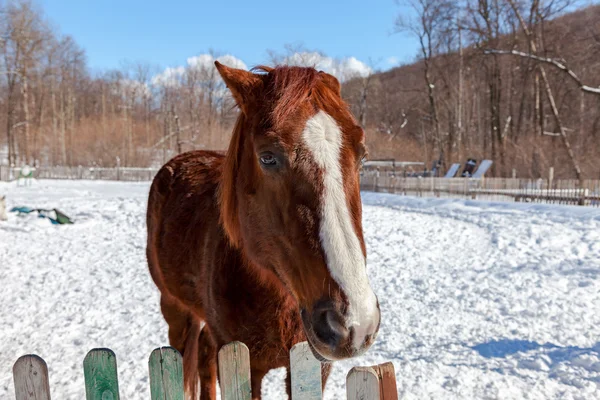 Testa di un bellissimo cavallo bruno in fattoria in inverno — Foto Stock